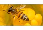 Protecting The Honeybee