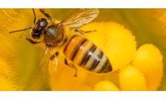 Protecting The Honeybee