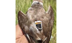 FLiteTraX - Model ULTRA BLE INTELEINK P1 - Tiny Solar Powered GPS Avian Tag 1.8g.