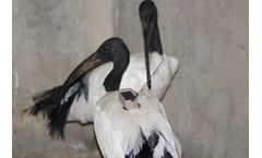 FLiteTraX BioLoc - GPS ARGOS and UHF Tag 21g