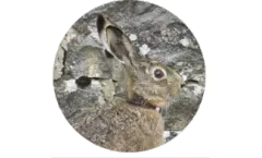 North Star - Model BioLoc Tx - Tiny Mammal Collar