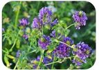 Alfalfa-Based VLP Production Service
