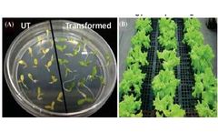 L. Sativa-Based VLP Production Service