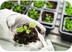 N. Benthamiana-Based VLP Production Service