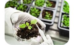 N. Benthamiana-Based VLP Production Service