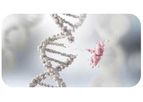 Genetic Fusion-Based VLP Modification Service
