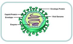 Chemical Conjugation-Based VLP Modification Service