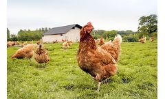 Waste-to-biochar solutions for poultry and livestock farms sector