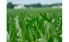 OCI - Model Urea - A Granulated, Highly Concentrated, Nitrogen- Based Fertilizer