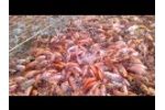 Biofloc Fish Tank Tilapia - Video