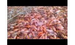 Biofloc Fish Tank Tilapia - Video