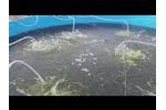 Pvc Biofloc Tilapia Fish Tank - Video