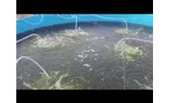 Pvc Biofloc Tilapia Fish Tank - Video
