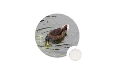 KDN - Model Kinzyme - 9025-57-4 Xylanase In Paper Industry