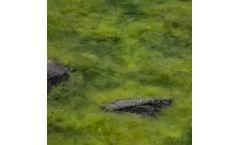 AquaGuard - Model 250 - Water Management and Remediation System