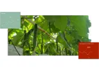 Source.ag - Centralized Greenhouse Data Management Solution for Growers