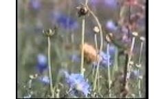 Actodemil The Solution to Munitions Waste Disposition Energetics - Video