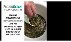 Frozen Ocean frozen sterilized Polychaetes, how to use -
