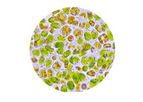 Megasupply - Model LPB - Frozen Shellfish Microalgae for Larval Shrimp