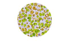 Megasupply - Model LPB - Frozen Shellfish Microalgae for Larval Shrimp