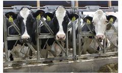 SENECA - Model EXL Series - Lockup for Dairy Cattle