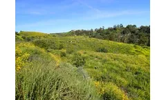 Restoration Ecology Services