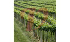 Valente - Model Pergola Trentina - Vineyard Farming System