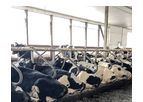 Huber Technik - 4GS Stall Mattress System for Dairy Cows