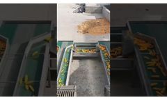 Dry corn husking line big corn husker peeling machine - Video