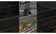 Large dry corn husking line corn bracts removing machine - Video
