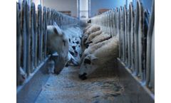 SYLCO - Model VKS 3000 - Sheep and Goats Feeding Table