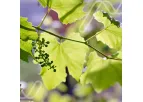 Petiole Testing Services