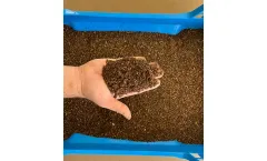 Eggs Services