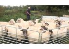 Shepherdsmate - Sheep Hurdles for Livestock Handling