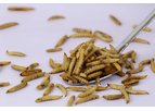 Insectius - Dehydrated Black Soldier Fly Larvae for Animal Feed