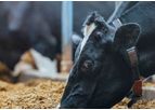 Star Blends - Dairy Cattle Feed
