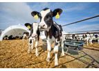 Star Blends - Calf Feed Solutions for Growth and Health Optimization