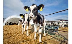 Star Blends - Calf Feed Solutions for Growth and Health Optimization