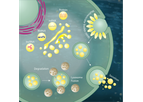 Extracellular Vesicles