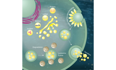 Extracellular Vesicles