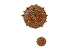 Nanovex - Model Exosomes - Extracellular Vesicles
