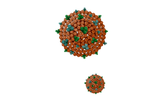 Nanovex - Model Exosomes - Extracellular Vesicles