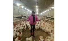 Wollastonite for Livestock Applications