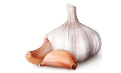 SITCO - Garlic Bulb
