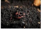 SITCO - Vermi-Compost Fertilizer