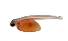 Aquaculture France - Incubation - Hatchery