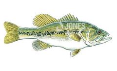 JONES - Largemouth Bass