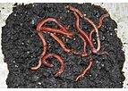Phytosafe - Model OECD 207 - Soil Invertebrates