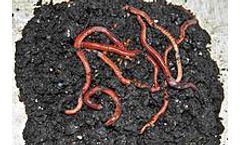 Phytosafe - Model OECD 207 - Soil Invertebrates