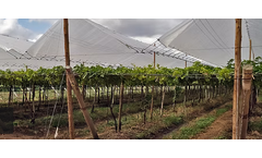 Lingord - Model Grape-Guard - Grape Cover